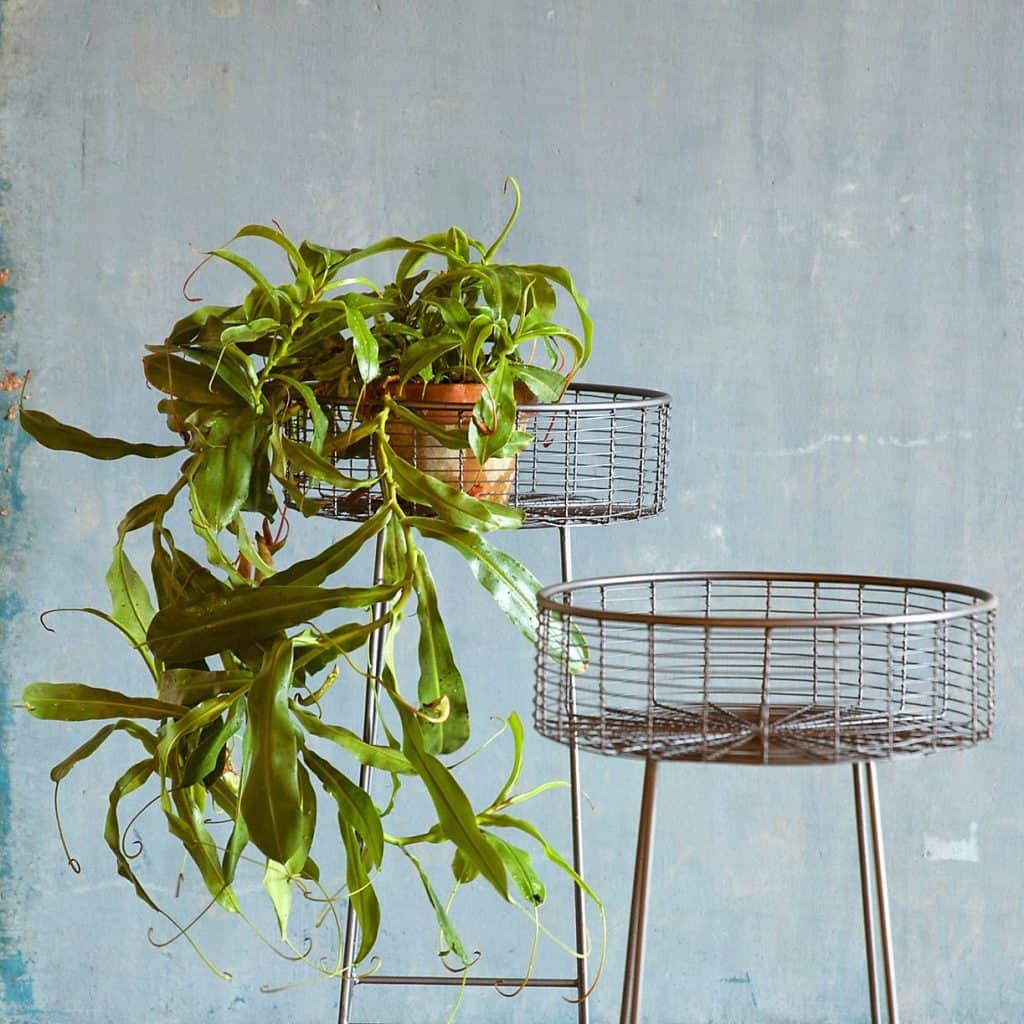 white plant stand