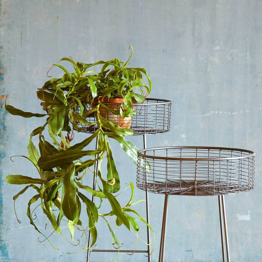 White Plant Stand