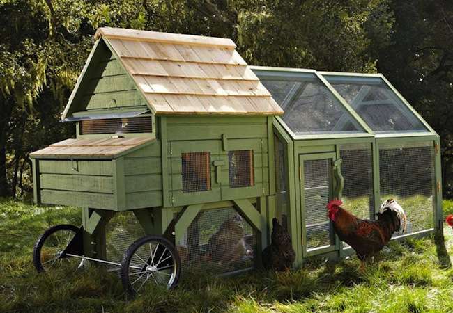 Chicken Roost Height From Floor