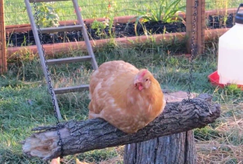 37 Chicken Roosting Ideas For Your Chicken Coop 