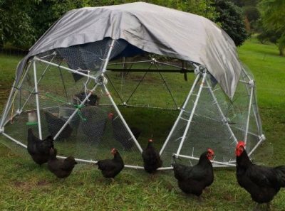 37+ Chicken Roosting Ideas For Your Chicken Coop