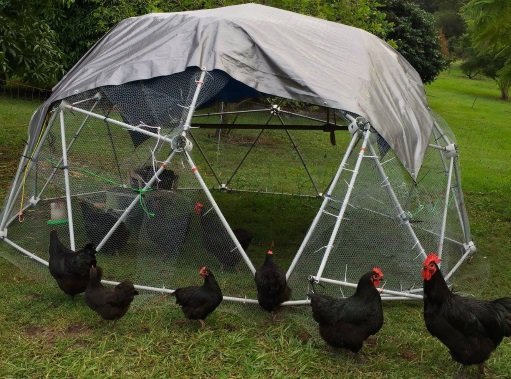 Chicken Roost Height From Floor