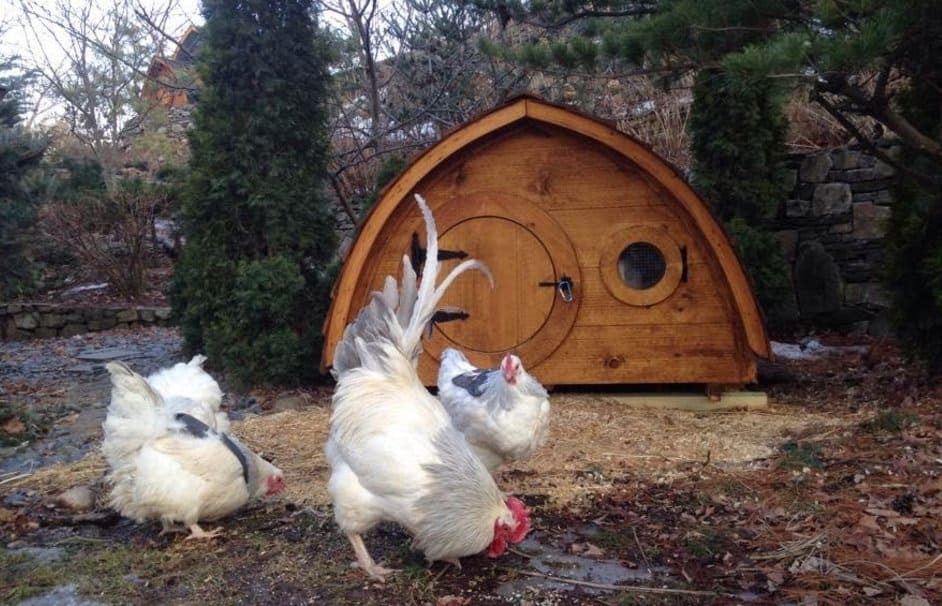 Chicken Roosting Bar