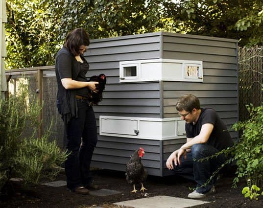 Chicken Roost Height From Floor