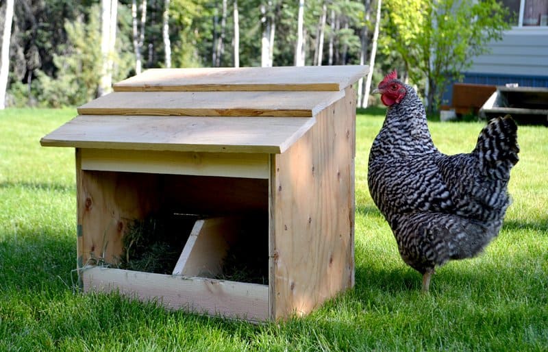 Chicken Roost Height From Floor