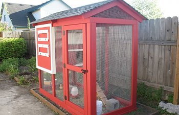 Chicken Roost Height From Floor