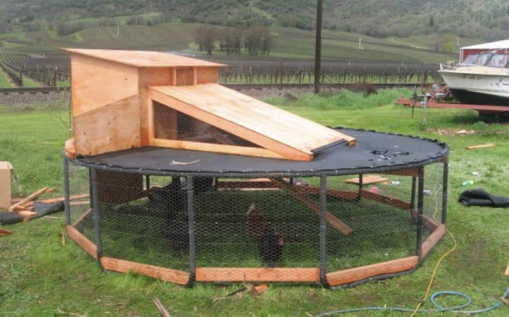 how high should a chicken roost be