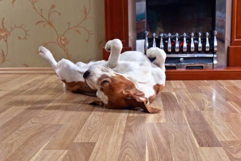 Best Flooring Options for Dogs & Cats (PetFriendly Choice)