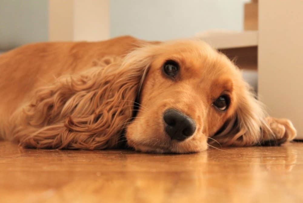 Best Flooring Options for Dogs & Cats (Pet-Friendly Choice)