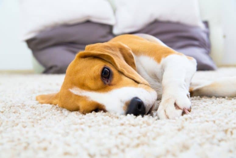 Carpet Flooring For Dogs