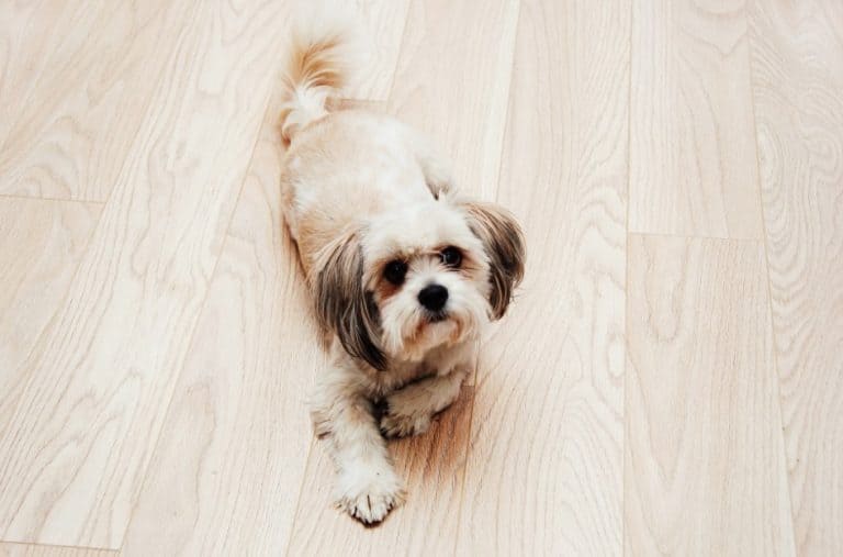 Best Flooring Options for Dogs & Cats (PetFriendly Choice)