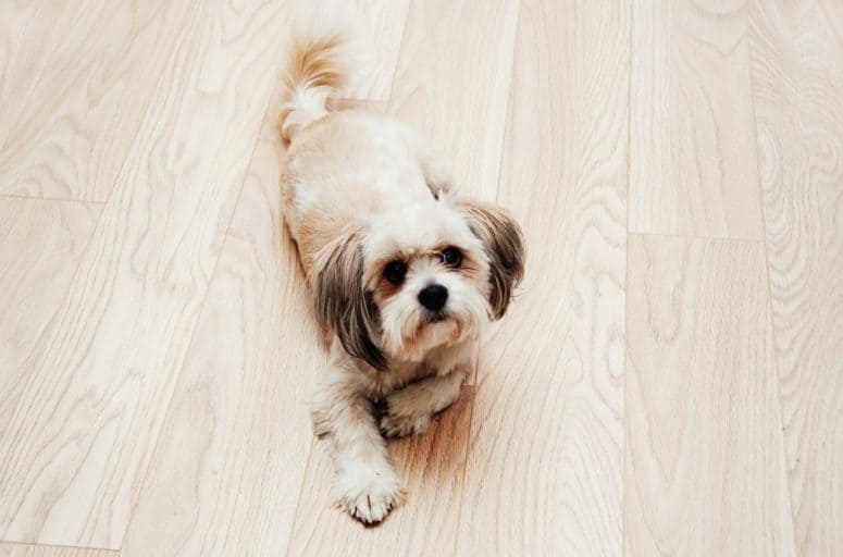 Engineered Wood Flooring For Dogs