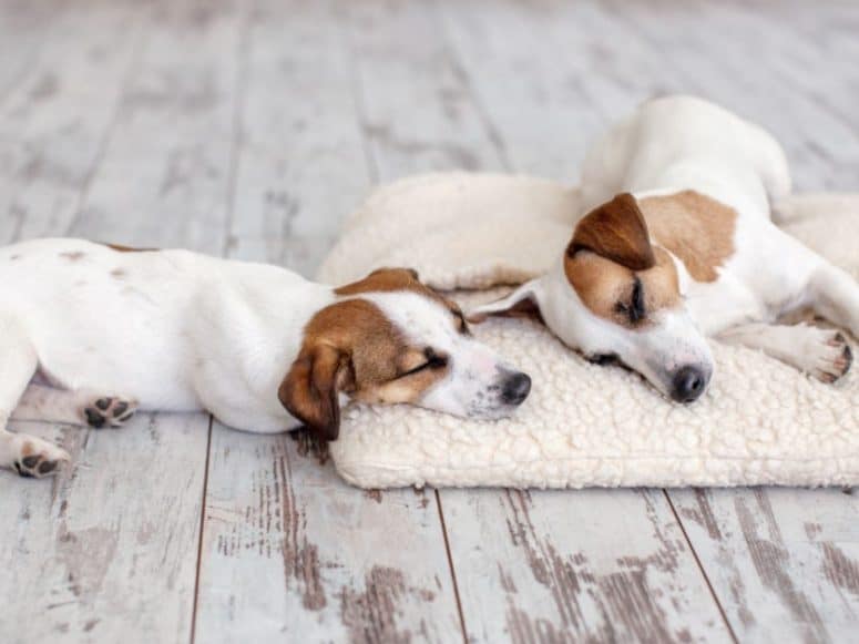 Hardwood Flooring For Dogs