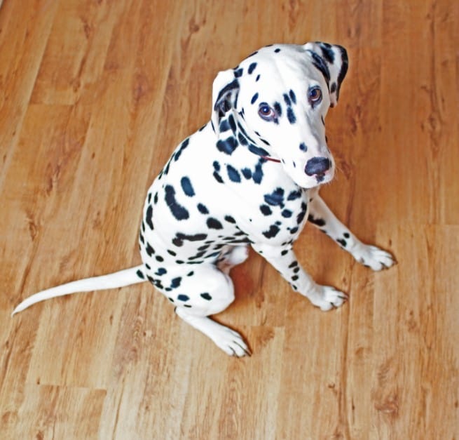 Laminate Flooring For Dogs