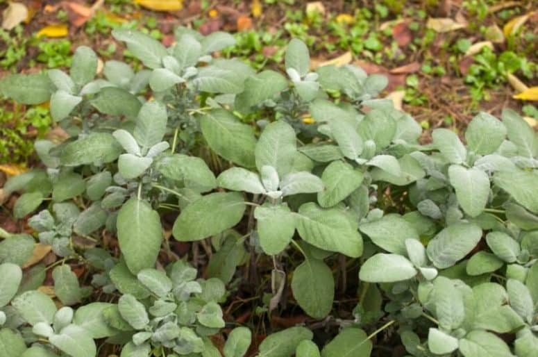 Bush Of Sage