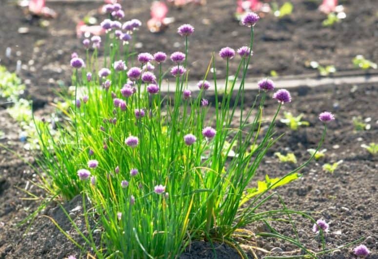 Chives Plant Flowering