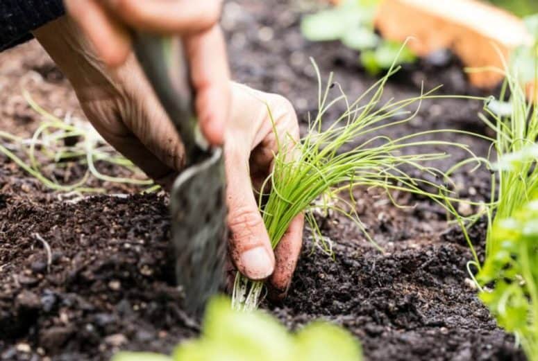 Growing Chives Outside