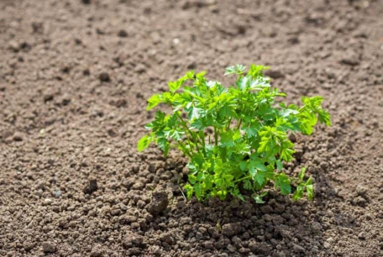 Growing Parsley Outdoors