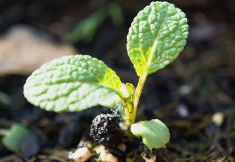 Growing Sage From Seed