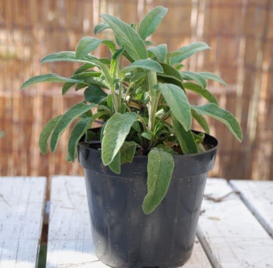 Growing Sage In A Pot