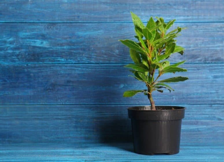 How To Grow Bay Laurel Easily