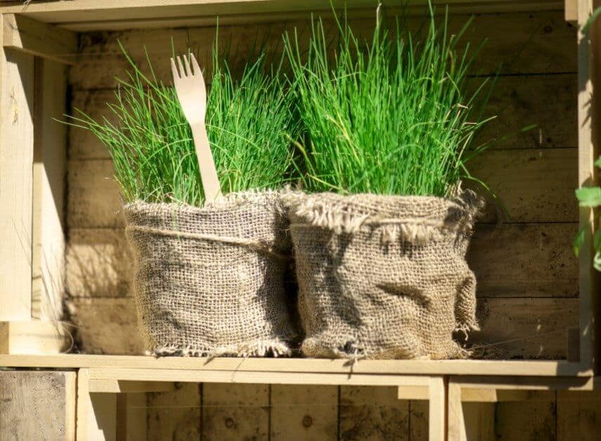 How To Grow Chives Easily