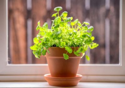 How to Grow Cilantro At Home (A Beginner's Guide)