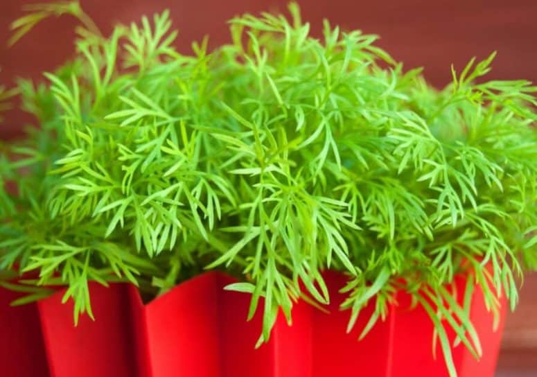 How to Grow Dill Easily