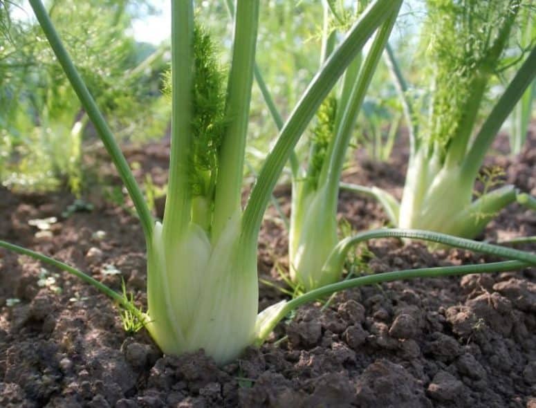 How To Grow Fennel Easily