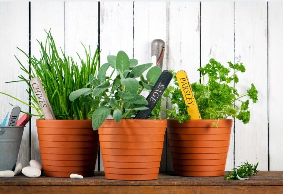 How To Grow Herbs Easily At Home