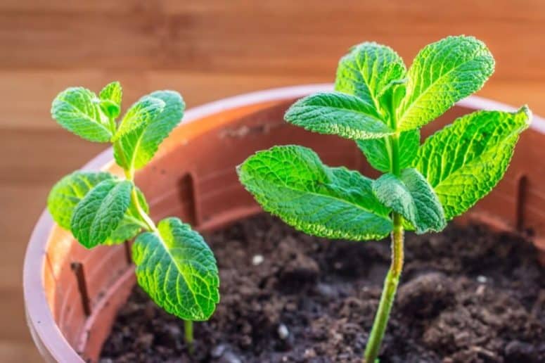 How To Grow Mint Easily