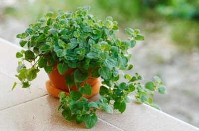 How to Grow Oregano At Home (A Beginner Guide)