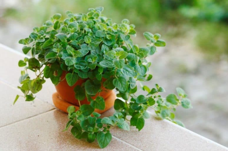 How To Grow Oregano Easily