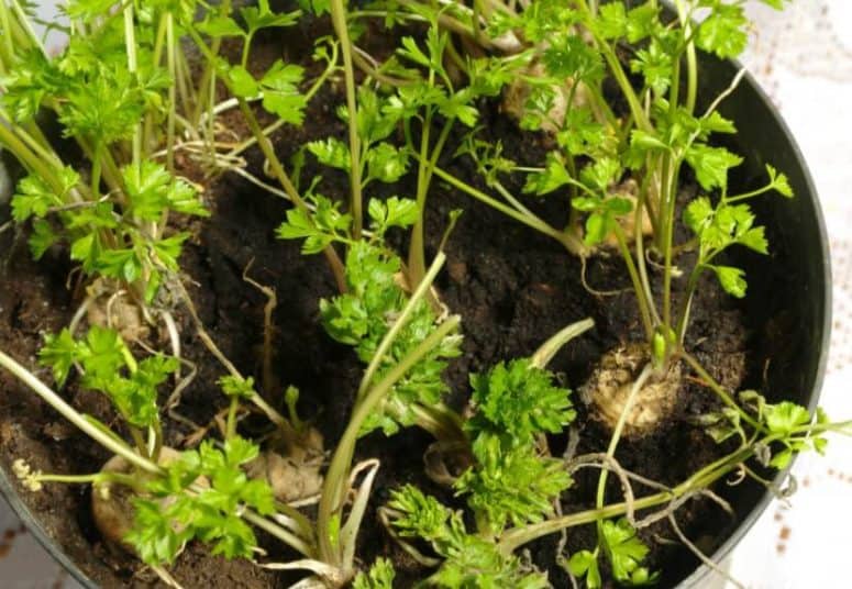 How To Grow Parsley