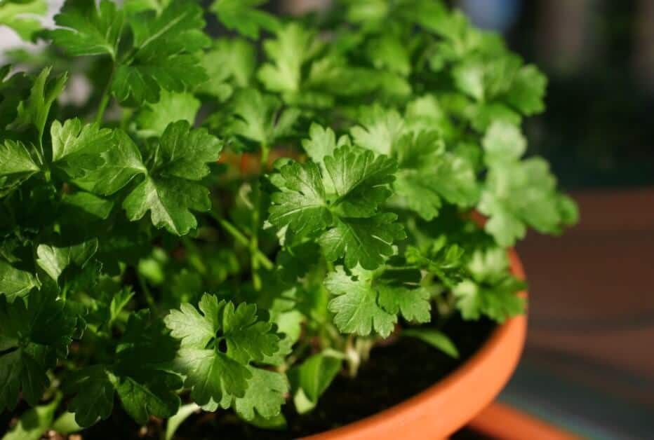 How To Grow Parsley Easily