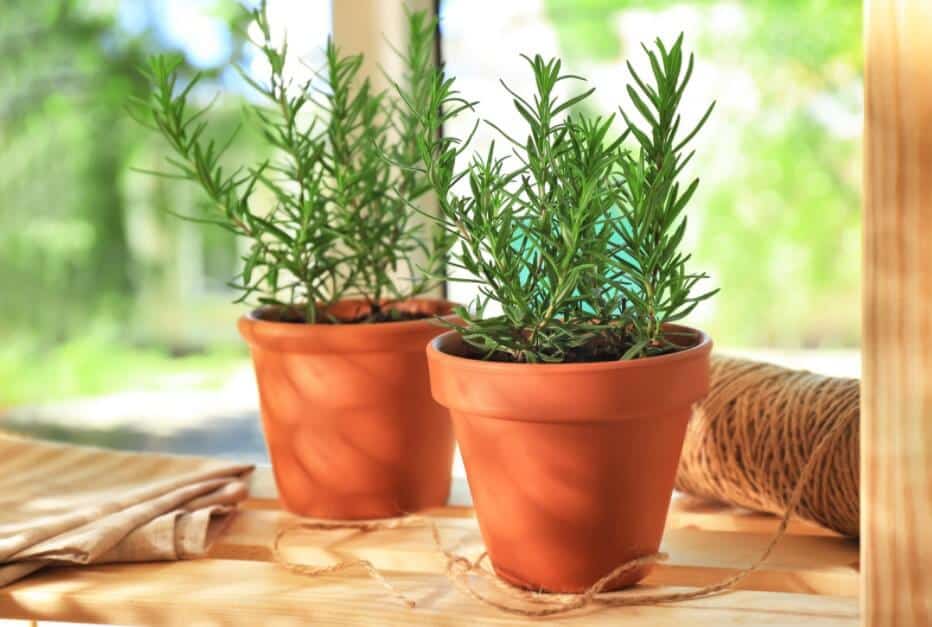 How to Grow Rosemary At Home (A Beginner Guide)
