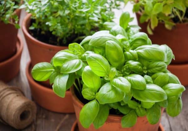 How to Grow Mint At Home Easily (A Beginner Guide)