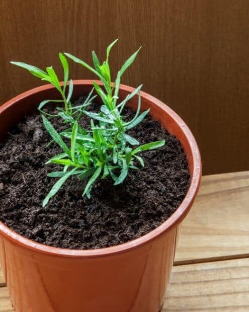 How To Grow Tarragon Easily