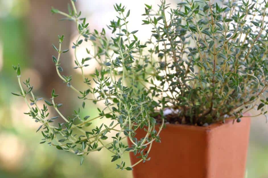 harvesting thyme