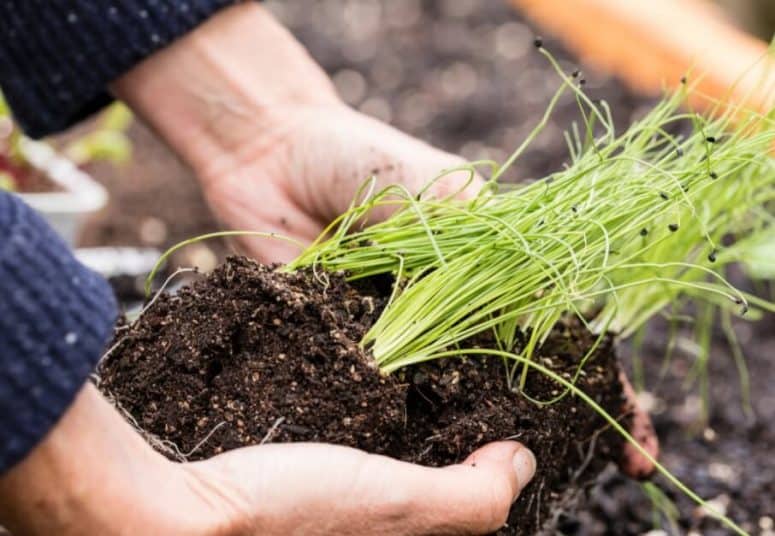 How To Plant Chives