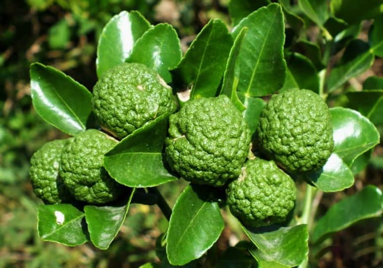 Kaffir Lime - Easiest Herbs To Grow