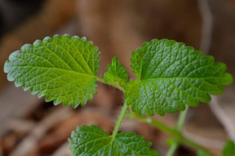 Lemon Balm Leaves