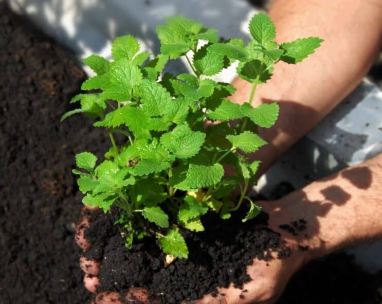 How To Grow Lemon Balm