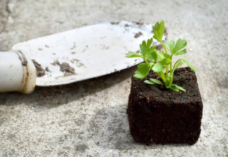 Parsley Transplantation