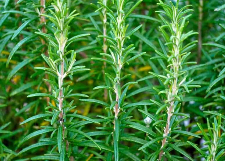 Ultimate Guide To Growing Rosemary Plant At Home