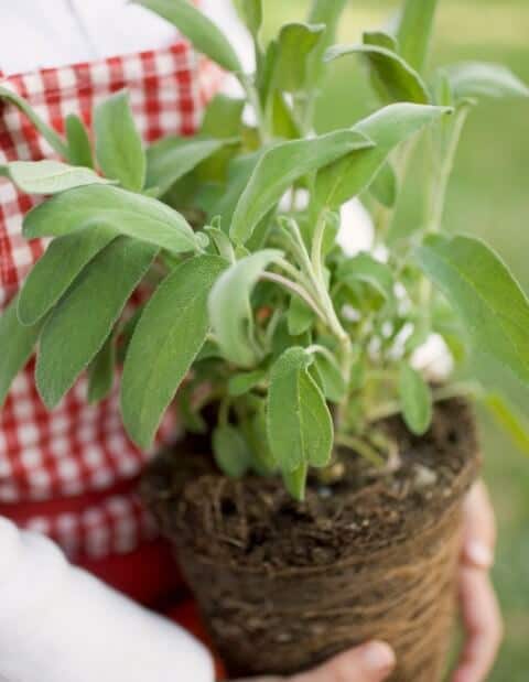 Sage Propagation