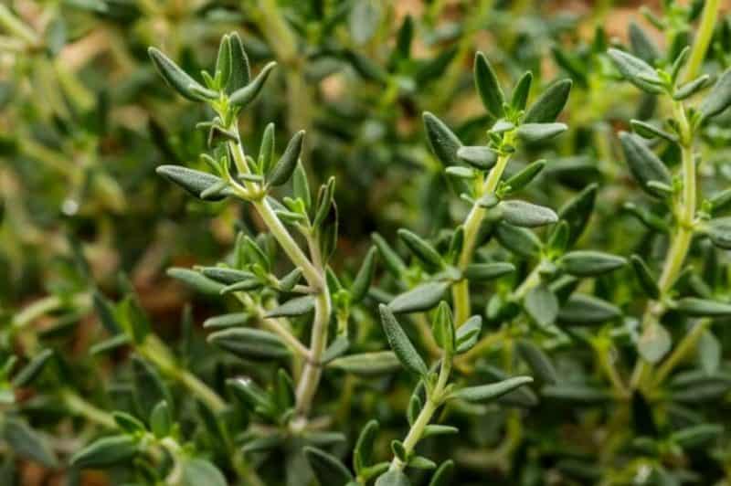 growing thyme in austin