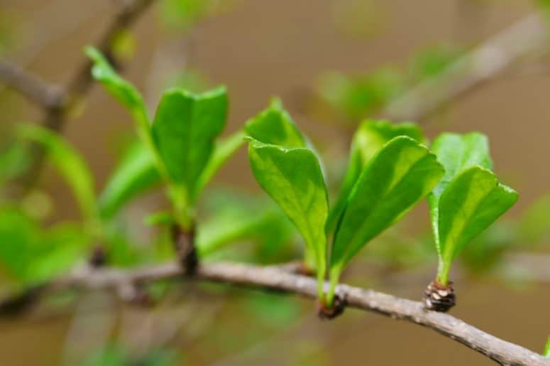 Bay Laurel Stems