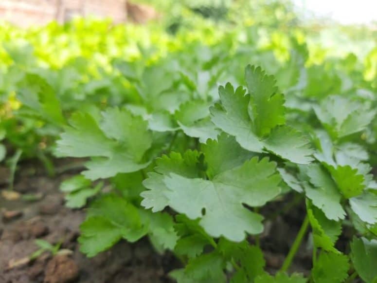 how to grow cilantro at home