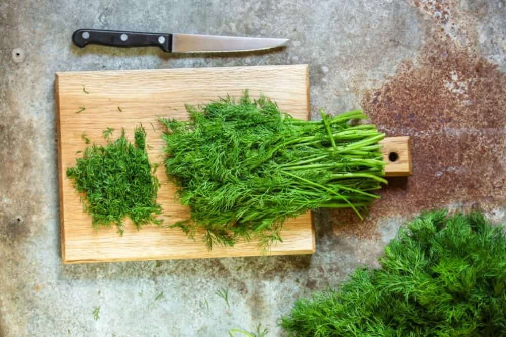 How to Grow Dill At Home (A Beginner's Guide)